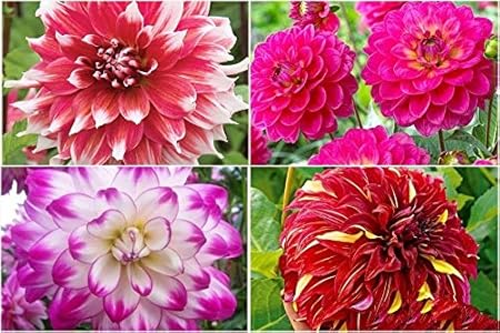 FERNSFLY Flower Bulbs IMP. Dahlia | Dhalia | Dahalia Perennial Flower Bulbs Excellent Quality Attractive Aromatic Flower Home Outdoor Gardening Flowering Bulbs (Pack Of 7 Mutli Collection)