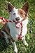 Tether Tug Fleece Rope Toy | Dog Toy for Interactive, Outdoor Play Kits & Easy Tug Toy | Ideal for Small Dogs & Puppies | One Size