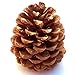 Natural Ponderosa Pine Cones Accent Decorations 3 to 4