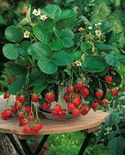 Plantree Seeds Wild Strawberries Aleksandriya Organically Grown Russian Natural Heirloom
