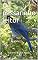 Livro O passarinho leitor