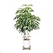 MOUTIK Plant Caddy Wooden Plant Stand 2 Pack Square Indoor Outdoor on Roller Patio/Flower Pot (11.8