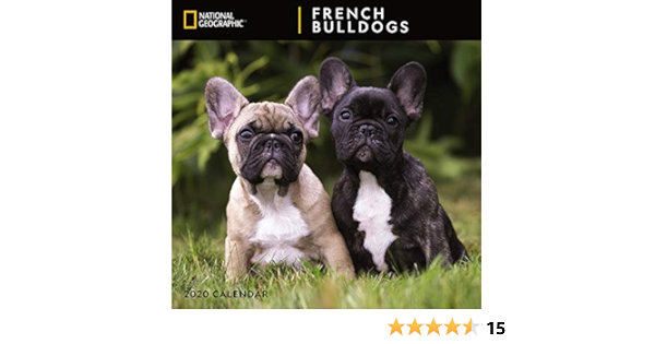 bold and beautiful bulldogs