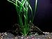 1 Vallisneria Italian Bunch - Beginner Tropical Live Aquarium Plant