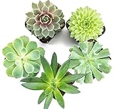 Succulent Plants (5 Pack) Fully Rooted in Succulent Planter Pots with Succulent Soil | Real Live Potted Succulents | Indoor Plants | Unique Live Plants | Cactus Decor | Succulent Pots by Aquatic Arts