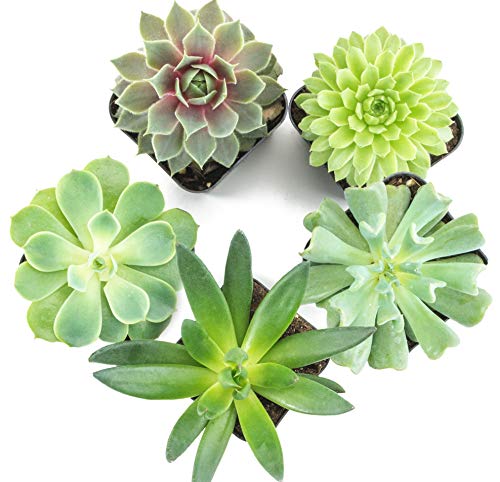 Succulent Plants (5 Pack) Fully Rooted in Succulent Planter Pots with Succulent Soil | Real Live Potted Succulents | Indoor Plants | Unique Live Plants | Cactus Decor | Succulent Pots by Aquatic Arts Succulent Plants (5 Pack) Fully Rooted in Succulent Planter Pots with Succulent Soil | Real Live Potted Succulents | Indoor Plants | Unique Live Plants | Cactus Decor | Succulent Pots by Aquatic Arts