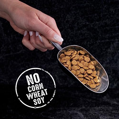 CRAVE GRAIN FREE INDOOR ADULT HIGH PROTEIN NATURAL DRY CAT FOOD WITH PROTEIN FROM CHICKEN & SALMON, 2 LB. BAG