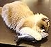 ASVEL Realistic Plush Simulation Electric Doll Dancing Fish, Funny Interactive Pets Chew Bite Supplies for Cat/Kitty/Kitten Fish Flop Cat Toy Catnip Toys - Perfect for Biting, Chewing and Kicking (A)