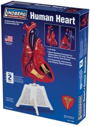 Lindberg Models 1:1 Scale "Human Heart" Model Kit