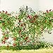 AMAGABELI GARDEN & HOME 4 Pack 47” x 16” Garden Trellis for Climbing Plants Outdoor Metal Garden Fencing Decorative Plant Trellis Vegetables and Rose Trellis for Ivy Cucumbers Black
