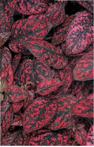 Just SeedFlower - Hypoestes Splash Select Red - 20 Seeds