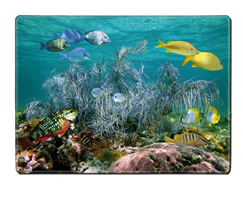 Liili Placemat Natural Rubber Material IMAGE ID 12296439 Snorkeling on a coral reef with colorful tropical fish and a big gorgonian Bahamas