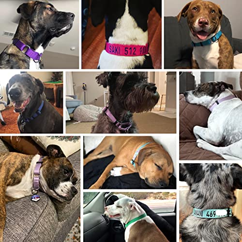 Blueberry Pet Essentials Martingale Safety Training Dog Collar