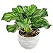 MyGift Modern 4 Inch Small Tabletop Potted Artificial Plant/Faux Home Greenery w/White Ridged Ceramic Pot