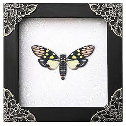 Real Framed Butterfly Cicadas White Frame Dried