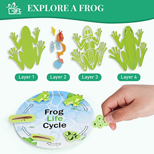 GiftAmaz Frog Anatomy Model Dissection Kit for Kids, Soft Felt Frog Science Lab Toy, Biology and