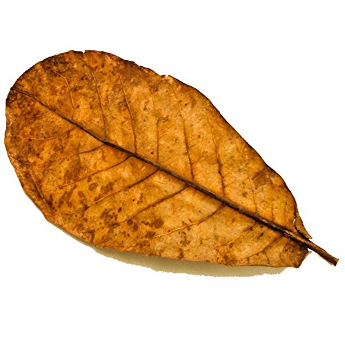 Indian Almond Leaves (5 pack)