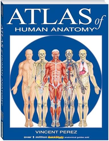 Atlas Of Human Anatomy (Quickstudy Books): Perez, Vincent