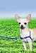 PetSafe Easy Walk Harness,  Petite, ROYAL BLUE/NAVY BLUE for Dogs