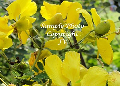 Cassia auriculata Avaram Senna Bright Yellow Flowers Attracts Butterflies (10 Seeds)