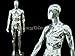 Chrome Male Mannequin - Full Body Chrome Male Mannequin w/Removable Head - Base Included (#PS-SM1SCEG)