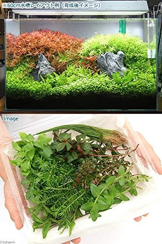 Amazon 水草 おまかせ水上葉 レイアウトセット ６０ｃｍ水槽用 ８種 無農薬 １パック 水草説明書付 北海道航空便要保温 Charm チャーム 生体水草 通販