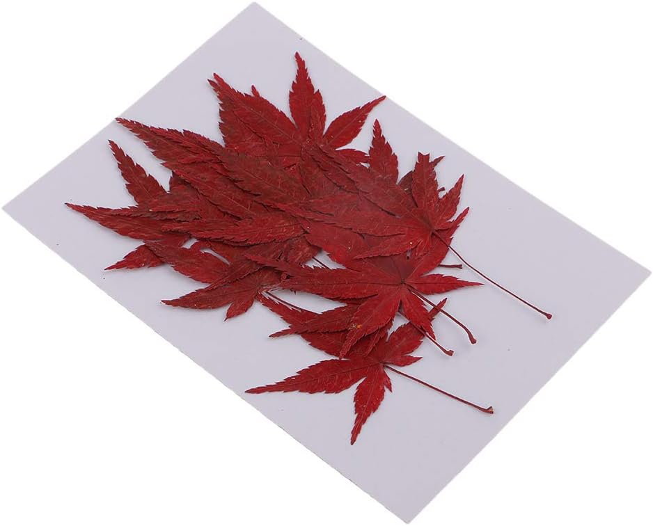 Amazon Oshhni 押し花 紅葉形 ドライフラワー 花材 本物 乾燥した花 葉 Diy 手作り 工芸 ネイルアート 装飾 デコレーション 通販