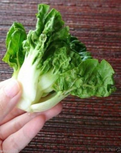 Extra Dwarf Bok Choy Or Pak Choi (2000 Seeds) - Heirloom Vegetable, Organic