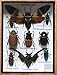 Real Rare 2 CICADA and MIXS Rare Insect Taxidermy Set in Boxes Display for Collectibles