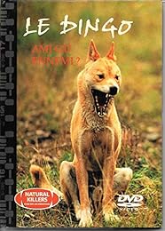 Le Dingo - Ami ou ennemi ?