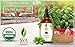 SVA Sweet Basil Essential Oil – 4 Fl Oz – 100% Natural Basil Oil - for Diffuser, Hair Care, Face, Skin Care, Aromatherapy, Scalp and Body Massage, Soap and Candle Making – with Dropper