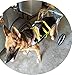 Adjustable Dog Wheelchair (L Size), for Big Dog, Hip Height 20