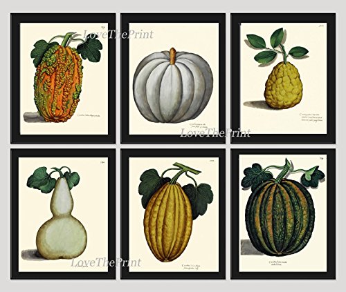 Botanical Sets Antique Beautiful Pumpkin Gourd Squash Fall