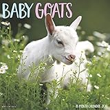 Baby Goats 2020 Wall Calendar by 