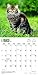 Maine Coon Cats 2017 Square