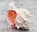 Pink Murex Seashell 4