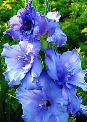 10 Gladiolus Blue Color Flower Bulb 