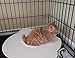 Kitty's Loo™ - Superior Cat Toilet Training Kit - The Original Cat Training Seat - Patented - USA Made - Portable and Durable