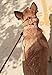 Dog Leash - GOMA Industries Reflective Chew Resistant Lead - 100% Nylon Indestructible Training leashes - for Medium Large and XL pups - Mountain Climbing Rope Made- Red