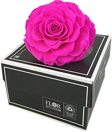 KIKA DECO Preserved Rose XXL (Fuchsia)