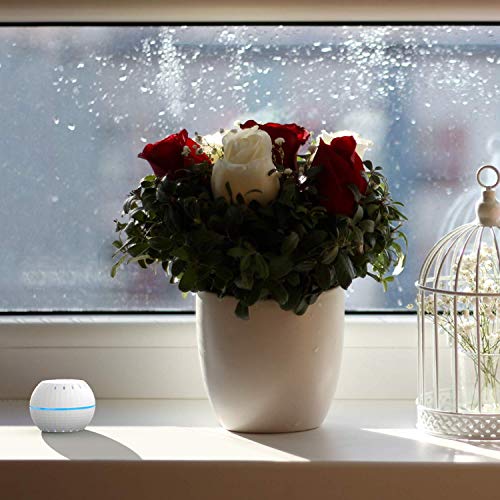 Shelly H&T Humidity and Temperature Wireless Smart Sensor Compact WiFi Hygrometer Monitor Home Automation iOS Android Application