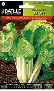Semillas Hortícolas - Acelga verde de penca blanca 3 sel. Pencosa ...