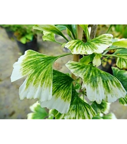 Amazon.com : Dwarf Variegated Ginkgo - Ginkgo biloba 'Majestic Butterfly' -  2 Year Plant : Patio, Lawn & Garden