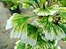 Ginkgo Biloba Snow Cloud - A New Variegated Dwarf 2 - Year Tree