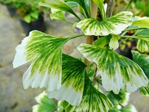 Ginkgo Biloba Snow Cloud - A New Variegated Dwarf 2 - Year Tree Ginkgo Biloba Snow Cloud - A New Variegated Dwarf 2 - Year Tree