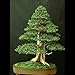 15 Seeds Juniperus rigida (Temple Juniper) Bonsai