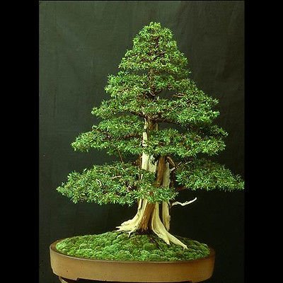 15 Seeds Juniperus rigida (Temple Juniper) Bonsai 15 Seeds Juniperus rigida (Temple Juniper) Bonsai