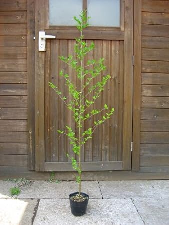 Amazon エゴノキ 白花 樹高1 0m前後 単木 ポット苗 苗から育ててシンボルツリーに 植木