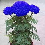 super1798 200 Pcs Blue Marigold Seeds Bonsai Chrysanthemum Flower Garden Plant