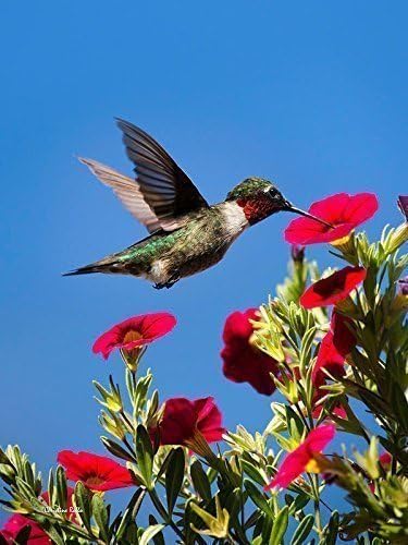 Hummingbird And Million Bells Flowers Nature Print, Bird Wall Art Decor Fine Art Photography, Ruby Throated Hummingbird Picture